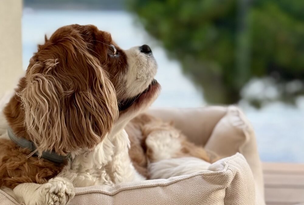 Choose your next stay with your pet friend at one of our favourite hotels