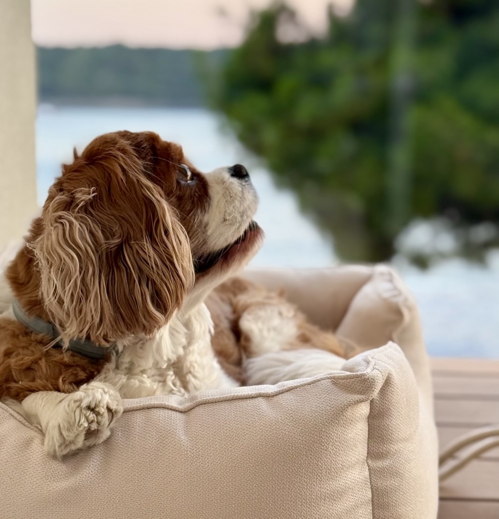 Choose your next stay with your pet friend at one of our favourite hotels