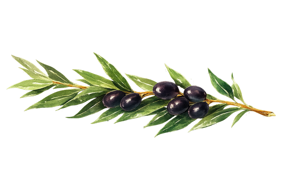 Olive Oil J2Collection illustration