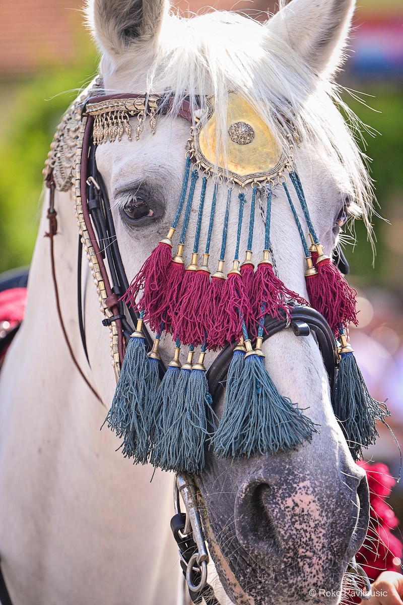 Horse riding Croatia