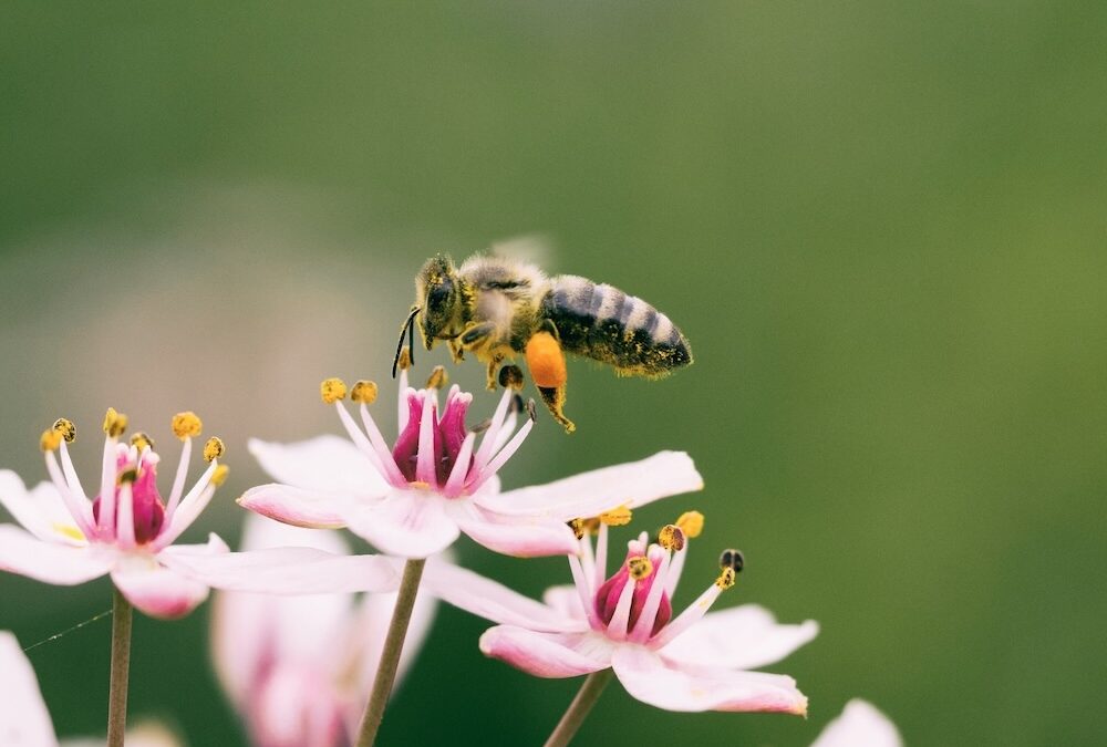 What Bees Reveal About Slovenia