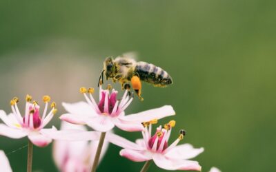What Bees Reveal About Slovenia