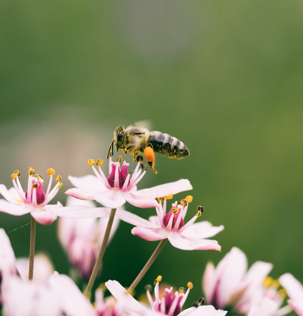 Slovenian beekeeping