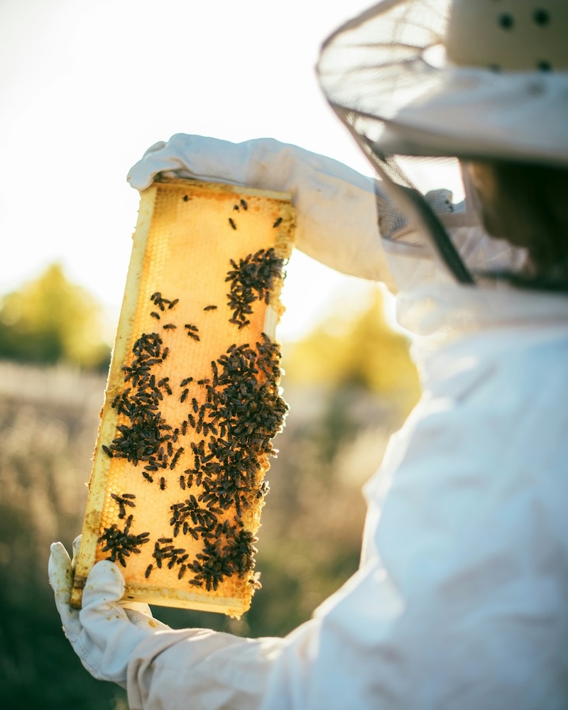 Slovenian beekeeping