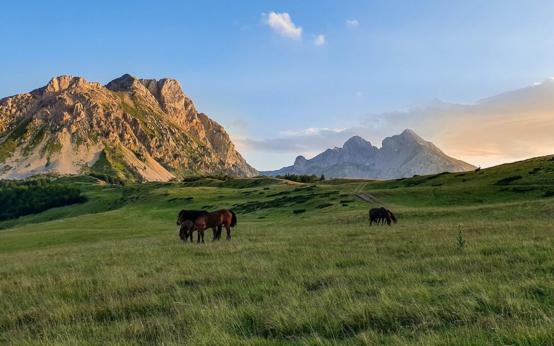 Horse riding in Croatia, Slovenia and Montenegro