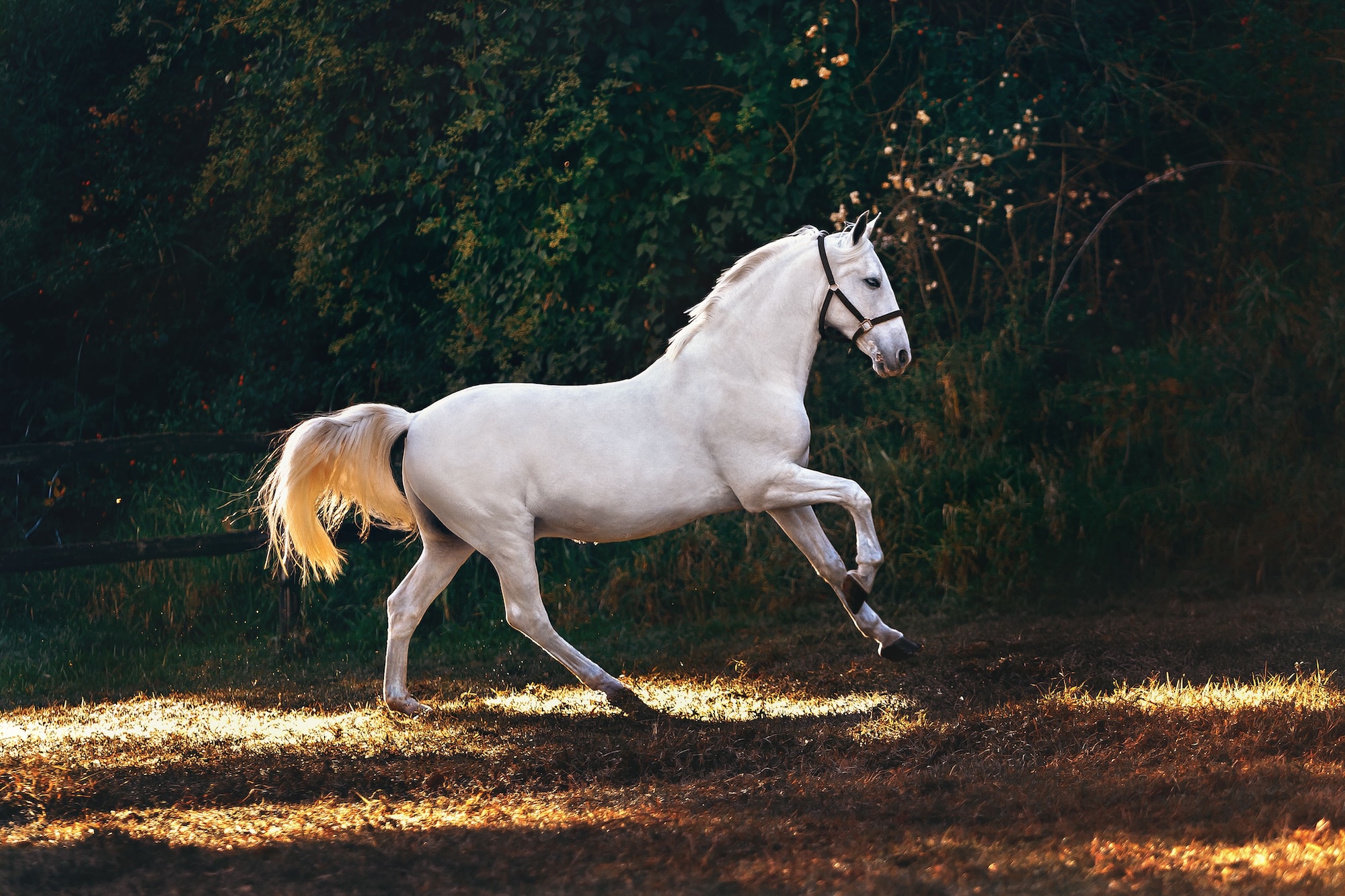 Lipizzaner horse in Slovenia