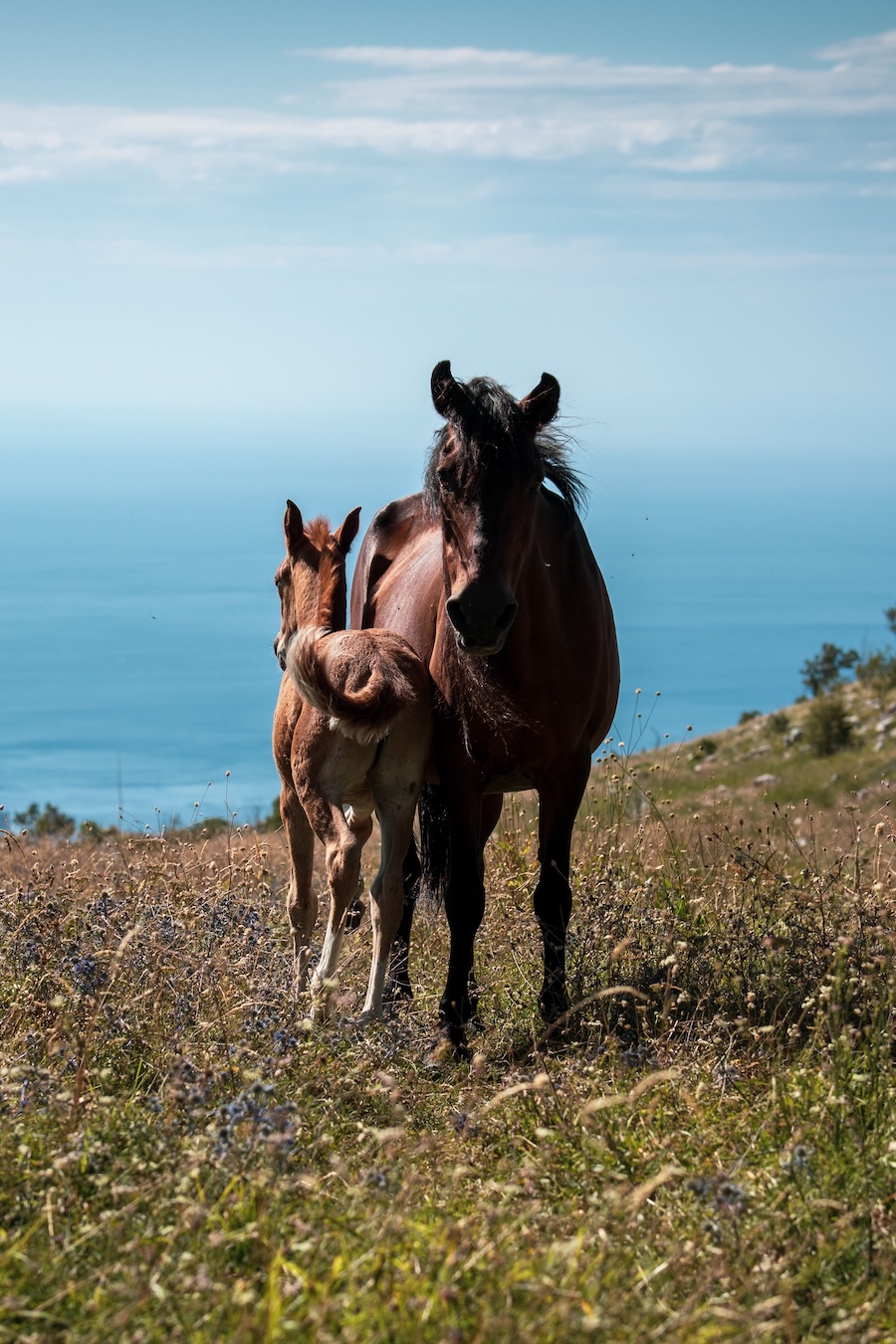 Horse in Montenegro