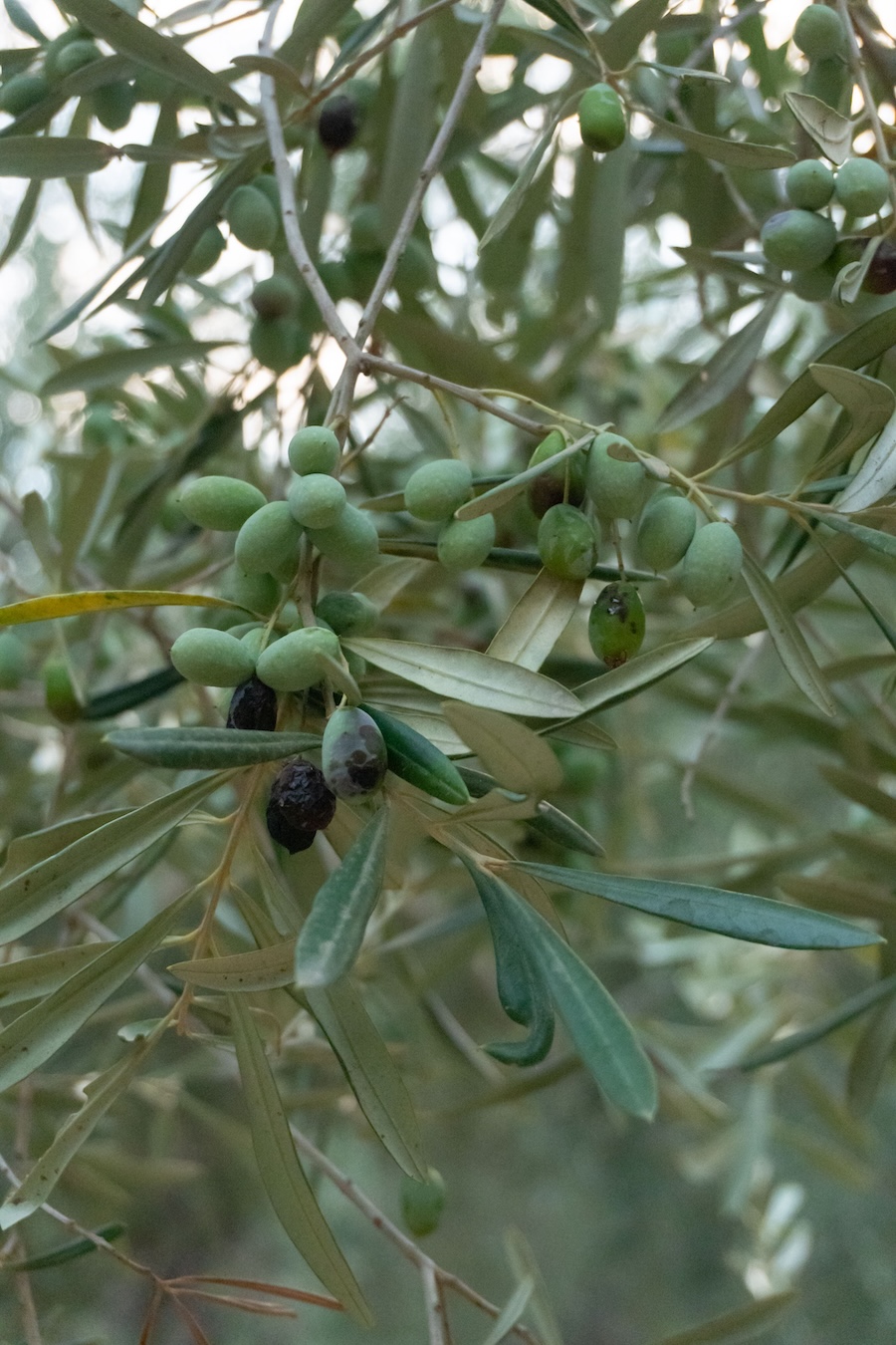 Olive tree Adriatic Croatia