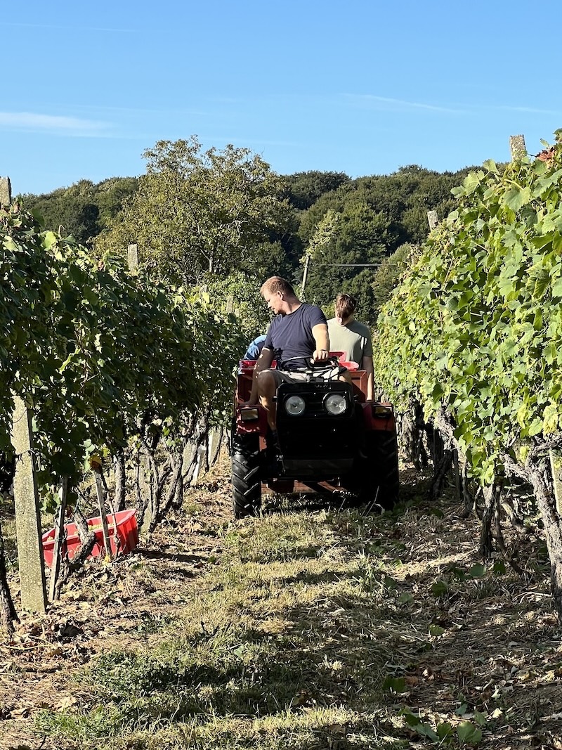 Grape harvest in Croatia in Medimurje