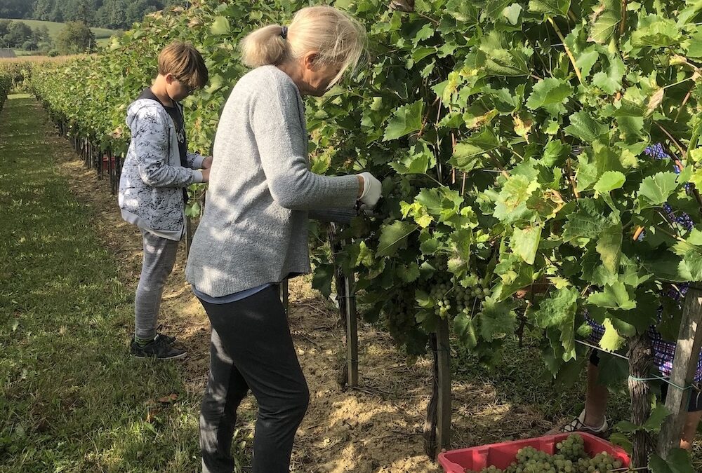 When September Brings Family Back to the Vineyard