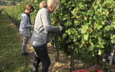 When September Brings Family Back to the Vineyard