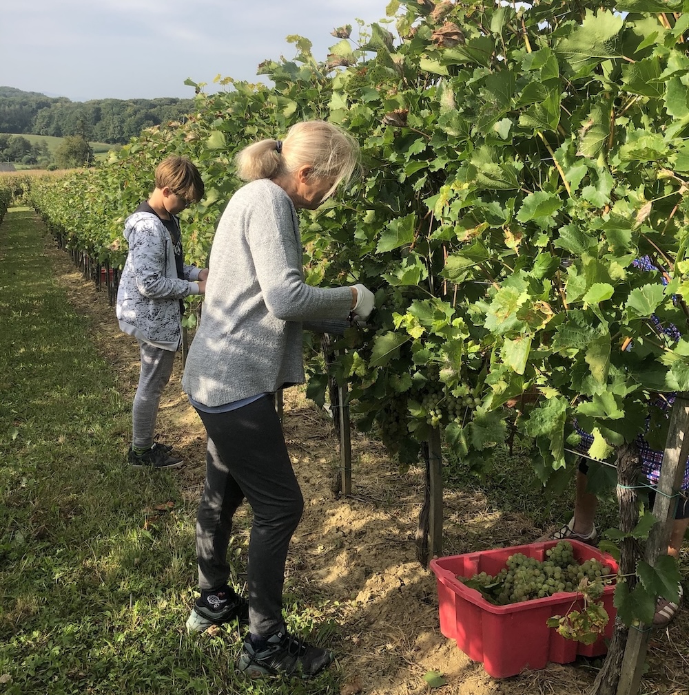 Grape harvest in Croatia in Medimurje