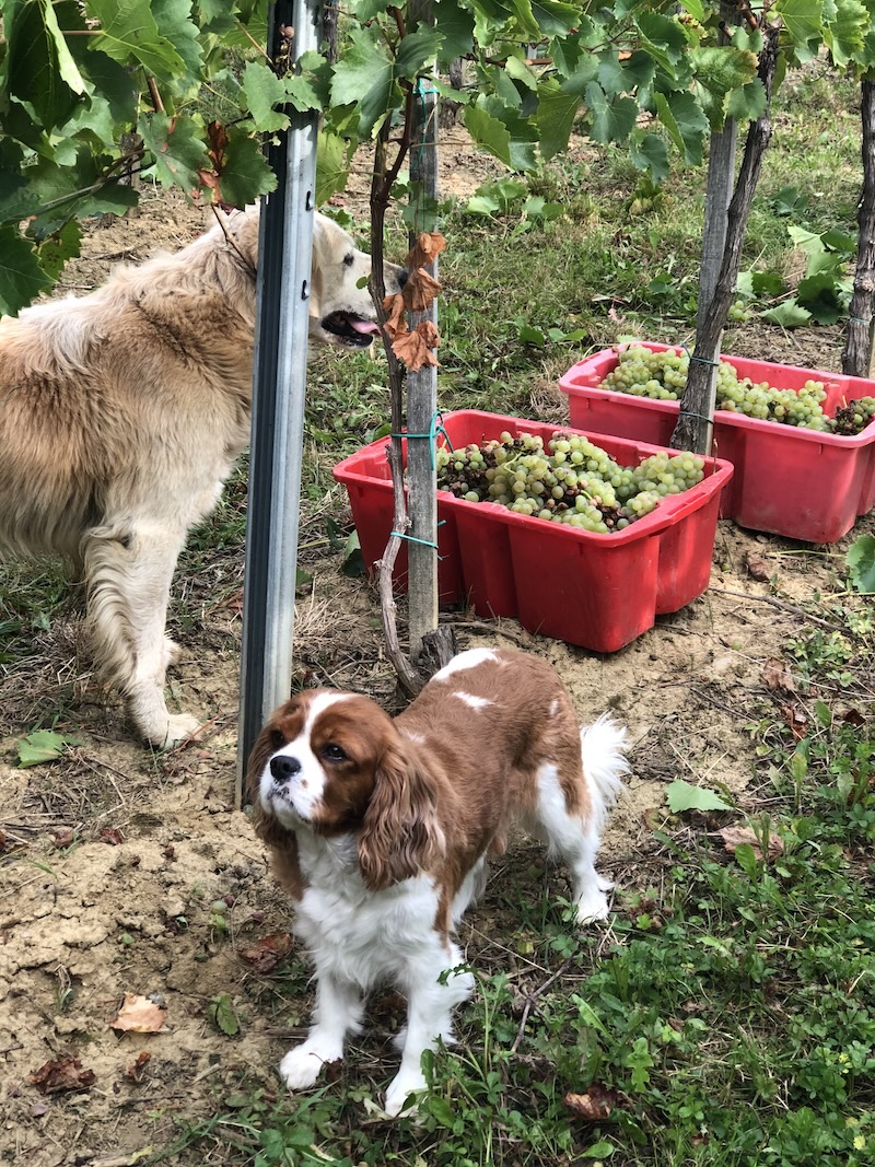 Grape harvest in Croatia in Medimurje