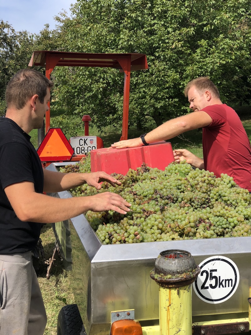 Grape harvest in Croatia in Medimurje
