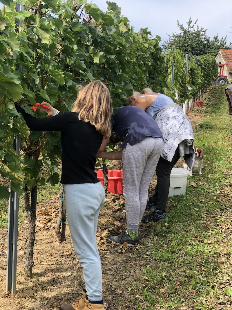 Grape harvest in Croatia in Medimurje