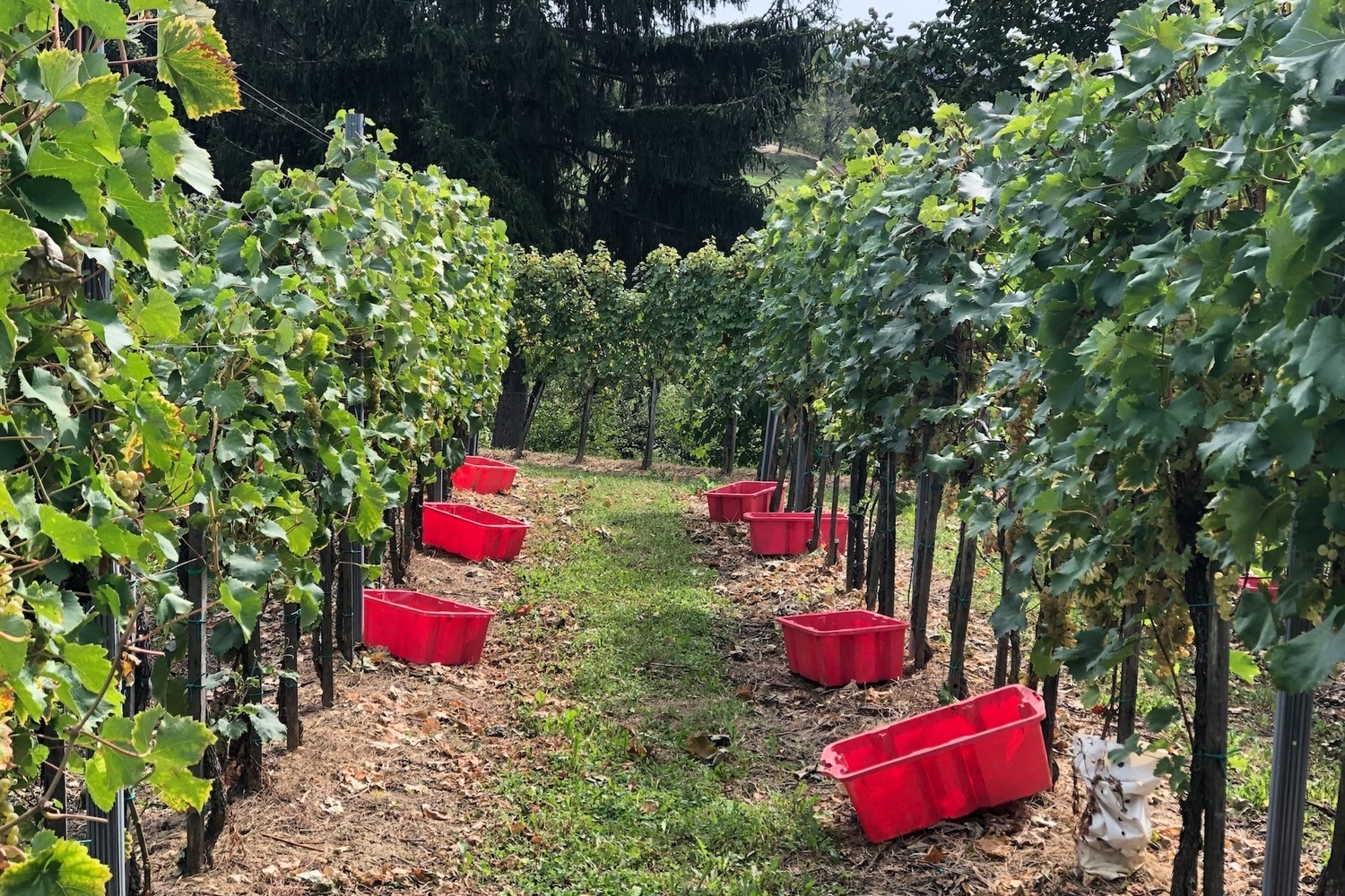 Grape harvest in Croatia in Medimurje